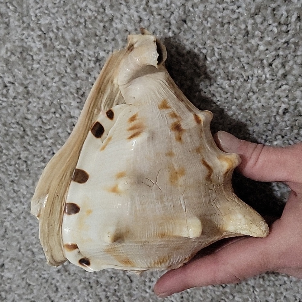 Queen Conch shell - Picture 2 of 6